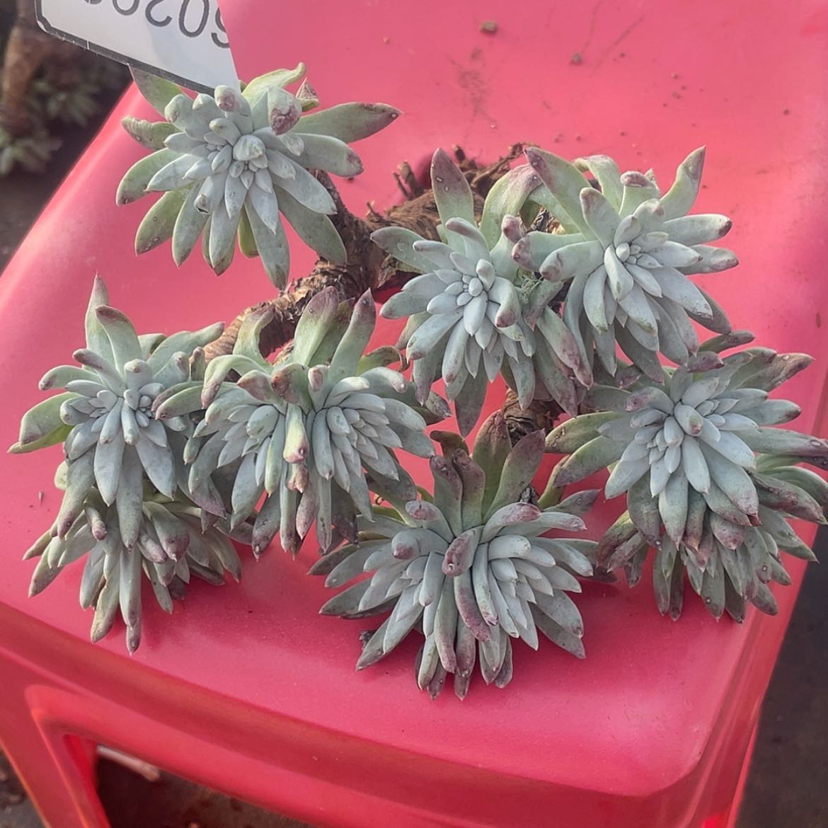 【闪购商品】68298白菊杂交liudan
