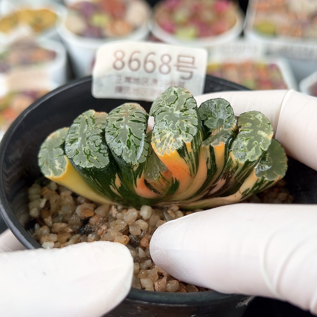 好养易活生石花大母本8668