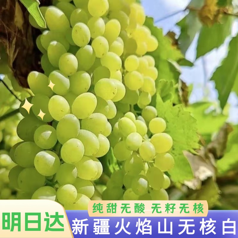 【明日达】5斤更划算SJ新疆无核白葡萄水果半斤新疆火焰山葡萄新疆维吾尔自治区