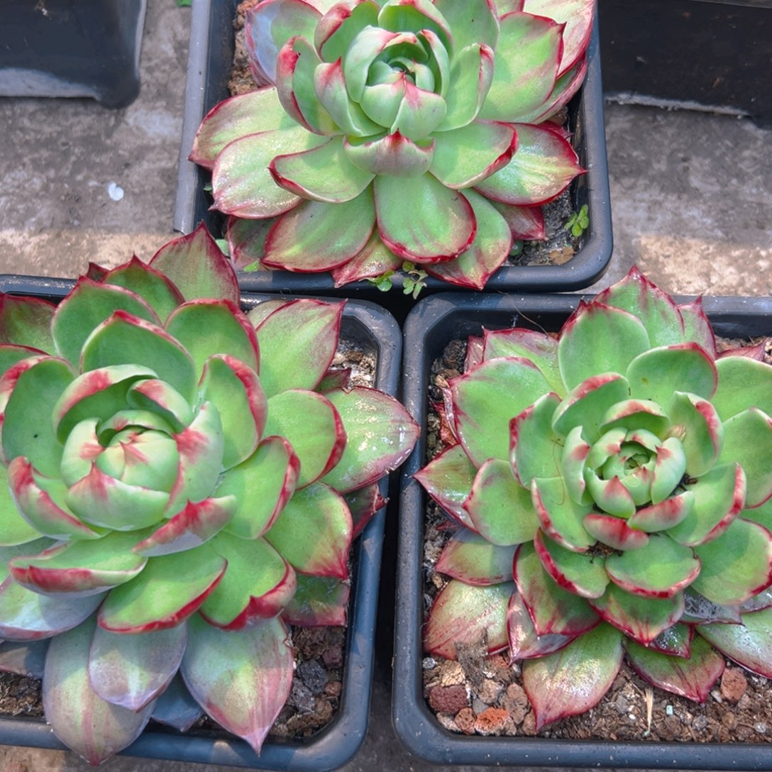 ღ***࿐惊红多肉34567888898888