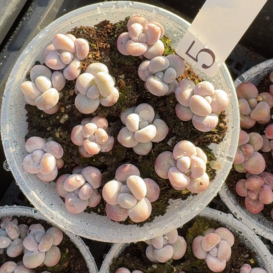 多肉植物多肉植物5彩虹奶