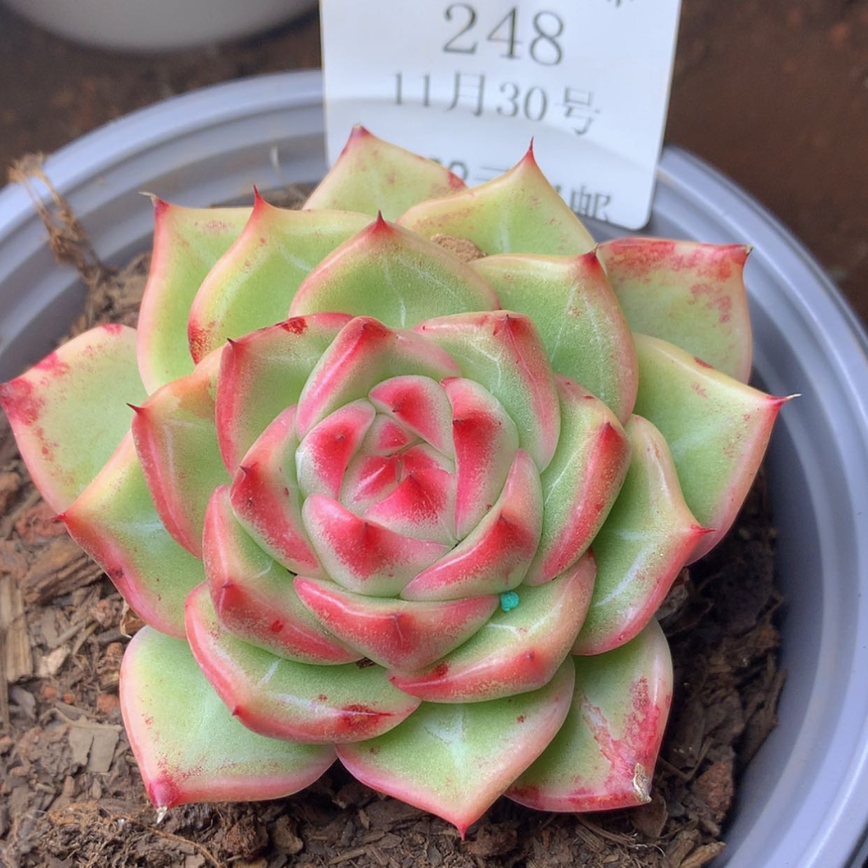 【闪购商品】云248号六厘米