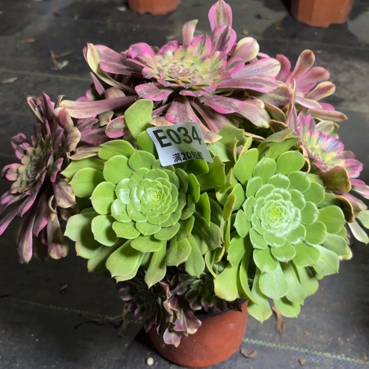 瑞妈一物一拍034