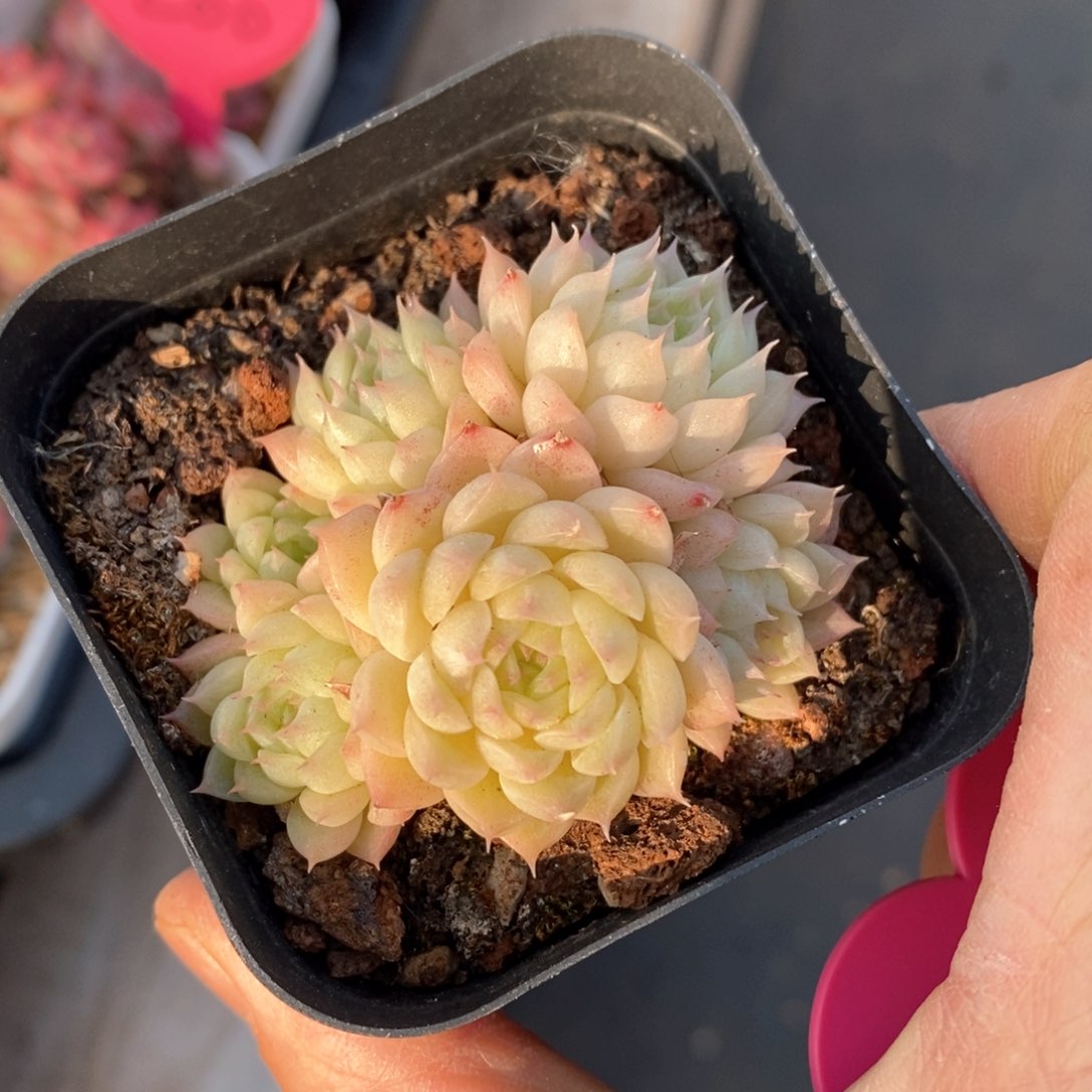 精品多肉一物柏不包整158