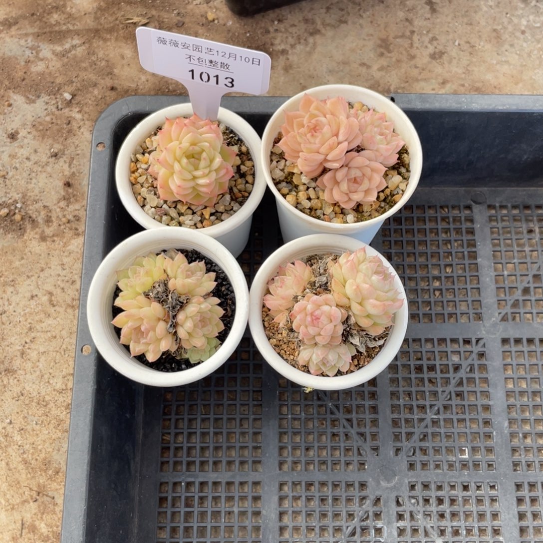 不包整散 盆子不售后1013