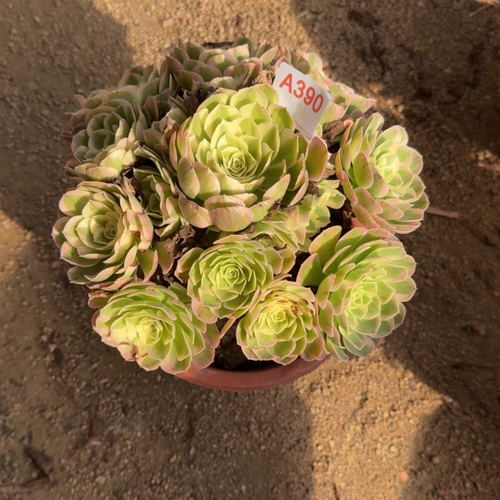 宝***鑫无花朵水中月390多肉植物