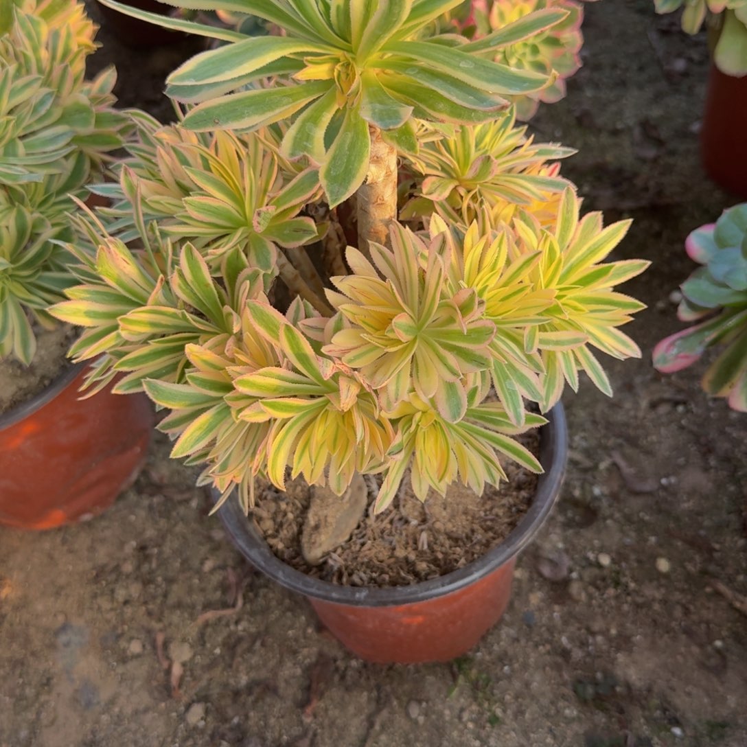 688夕颜。多肉植物