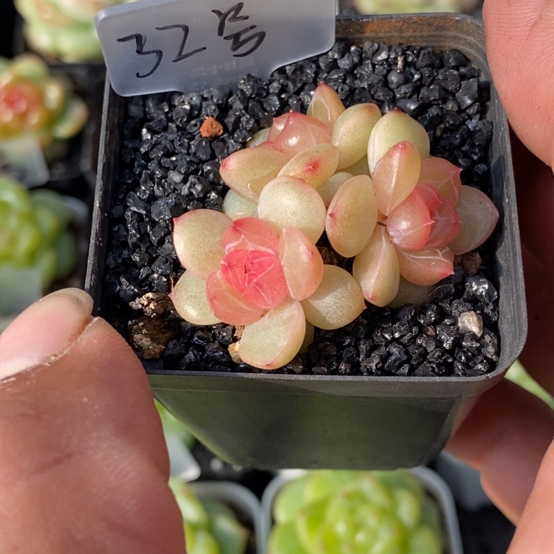 天官赐福百无禁忌