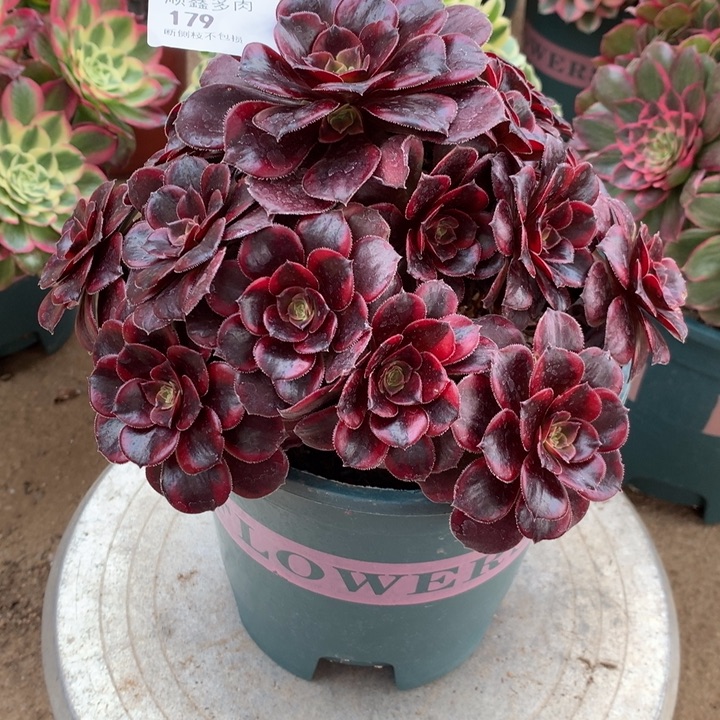 179水果糖多肉植物