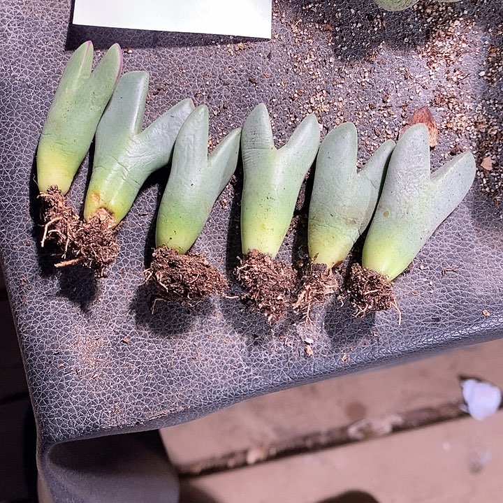 13324。 大单头皮卡丘一颗