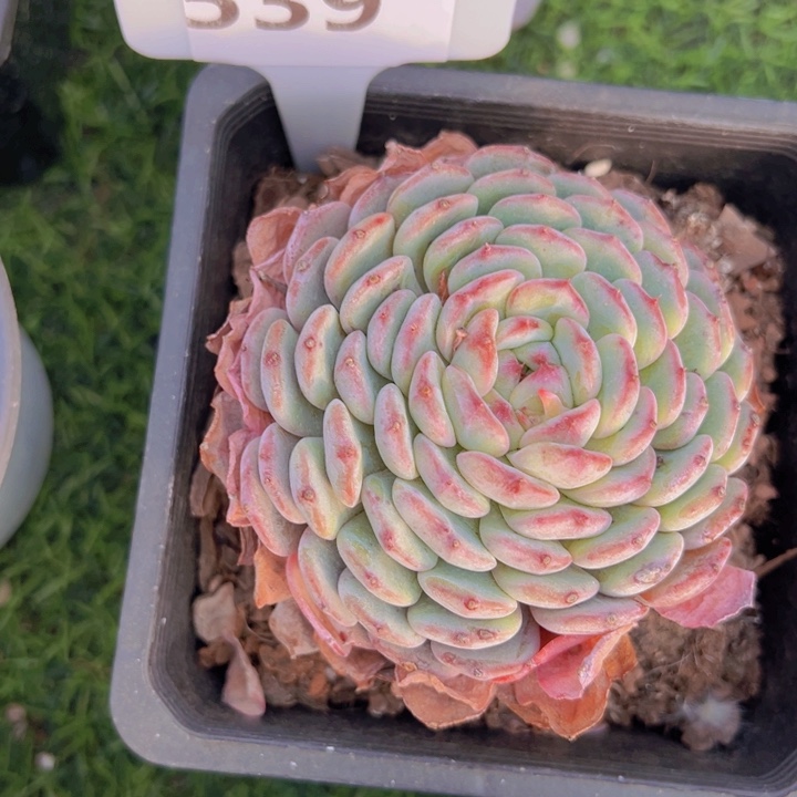 健健康康平平安安多肉