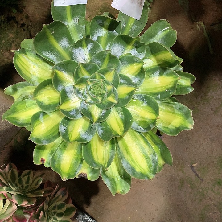 多肉法师多肉法师226