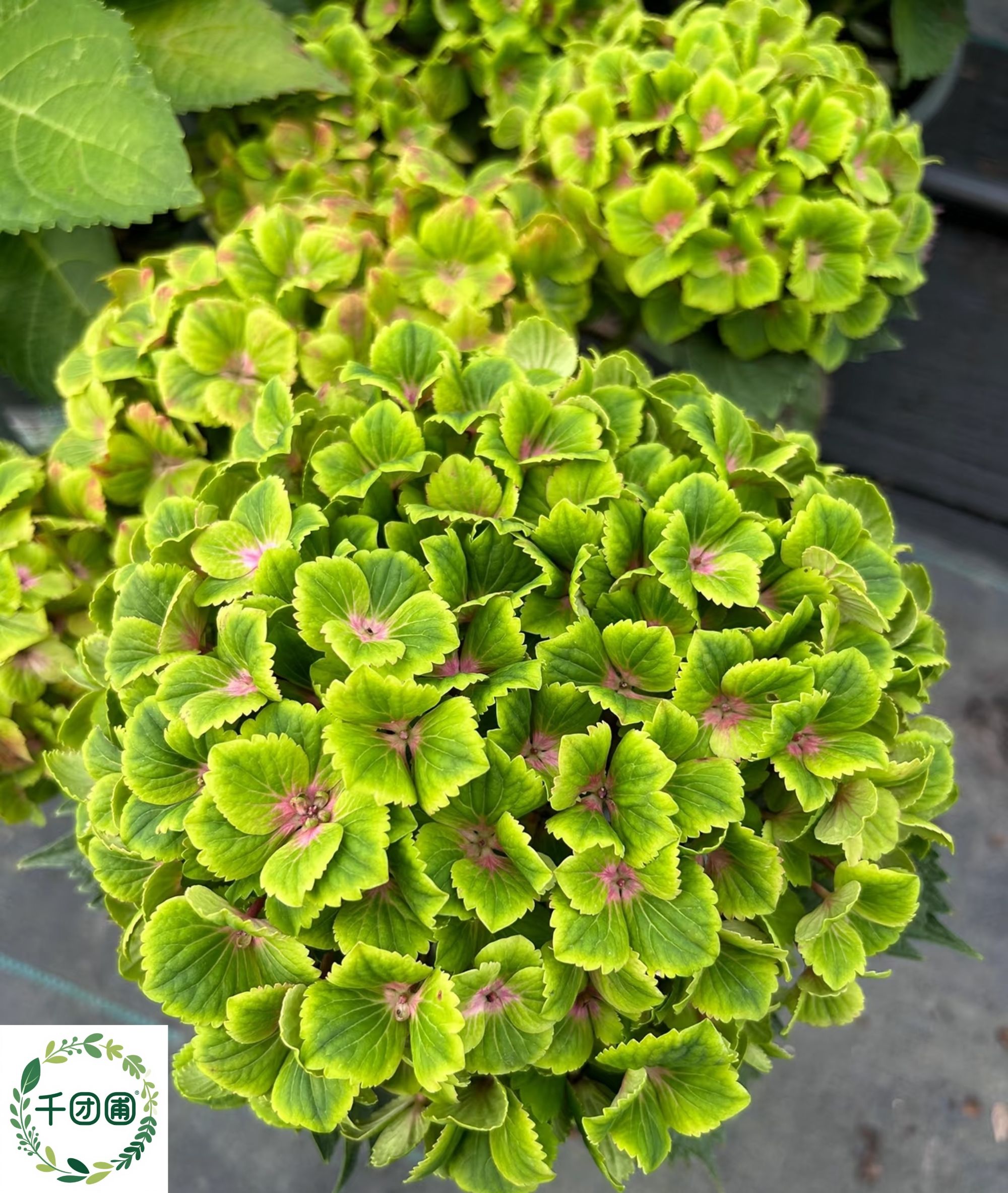 【魔幻翠彩】二加仑绣球花苗阳台盆栽庭院花卉植物