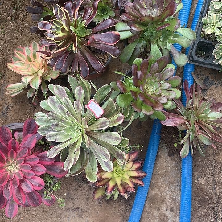 多肉植物小苗26号11个