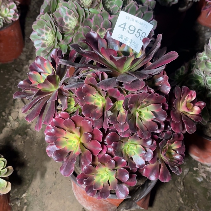 笵***范4959美杜莎的的多肉