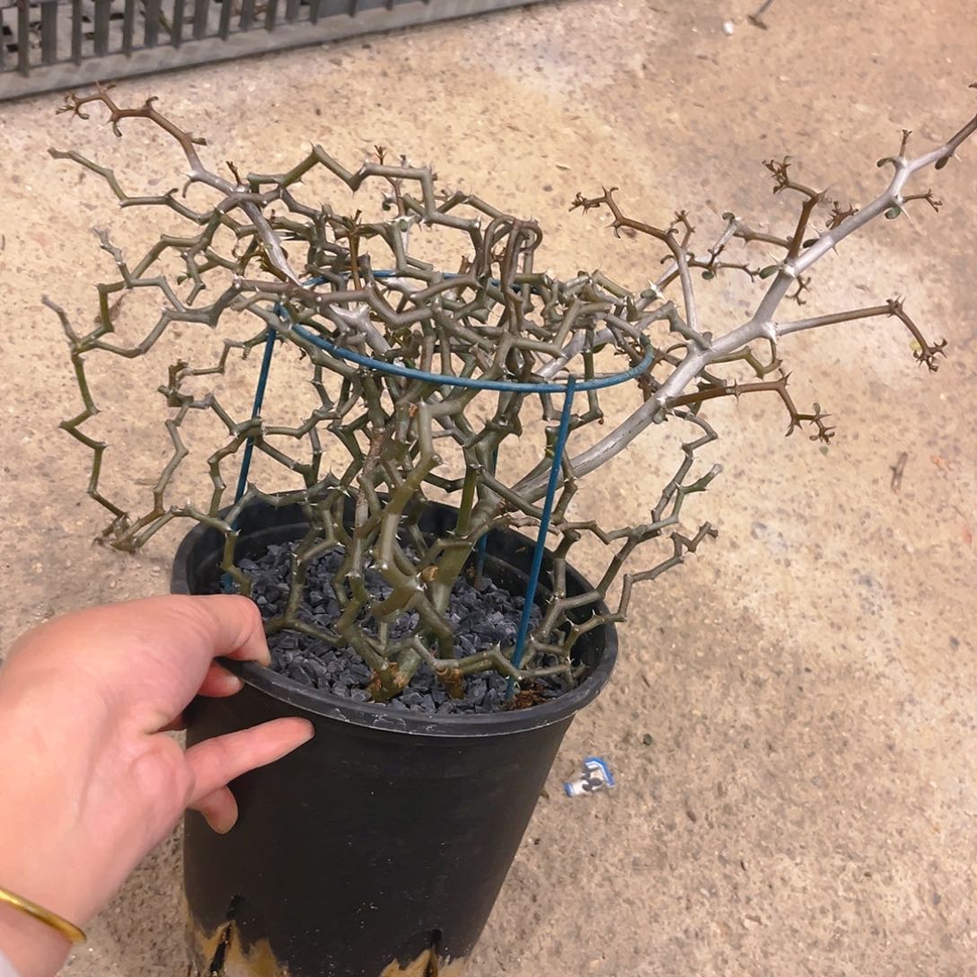 弯曲龙大漏，福利出，潮流植物