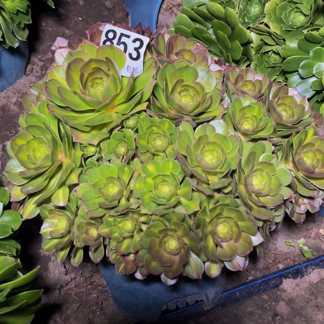 法师法师15/-8包邮法师