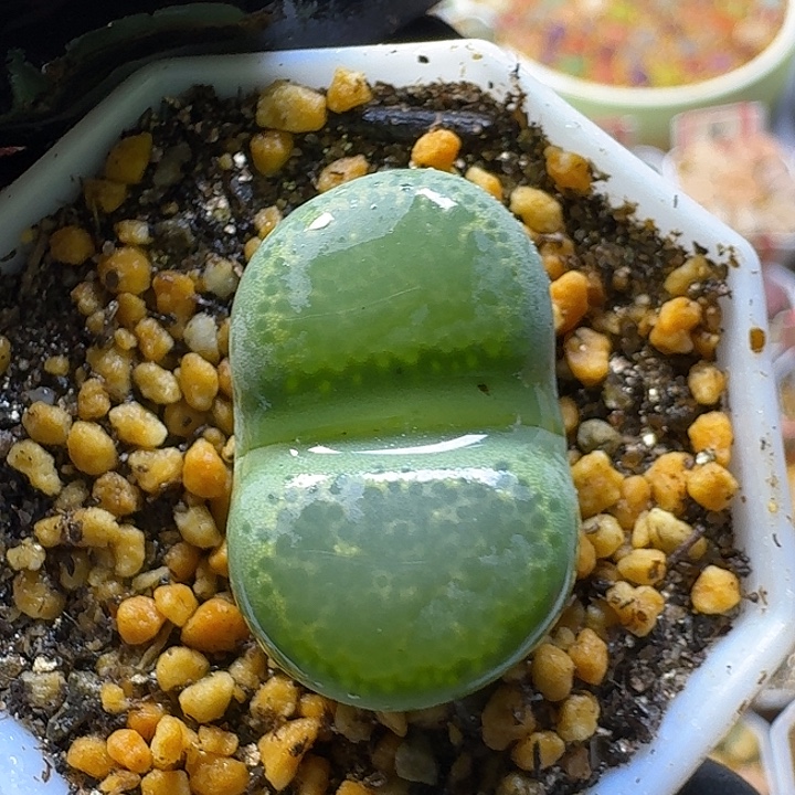 生石花2:。在政治。  69号