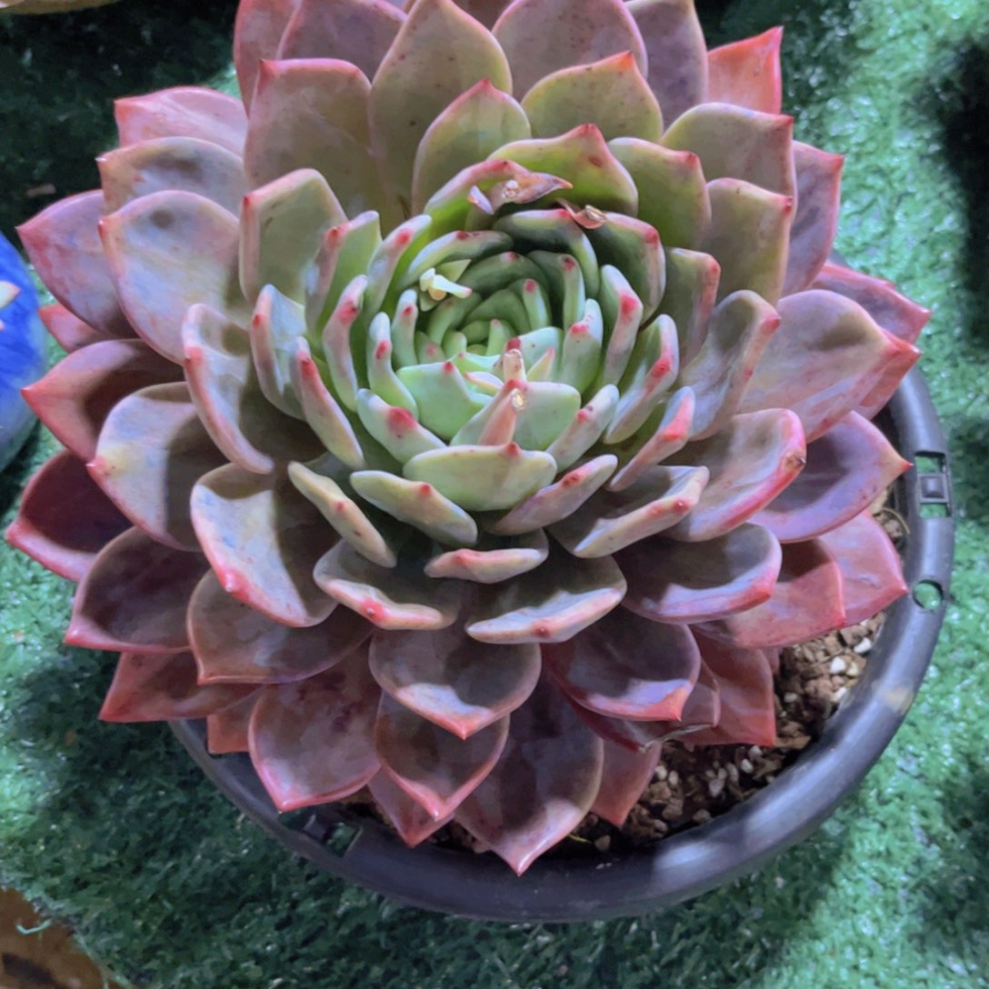 德国香槟31208多肉植物