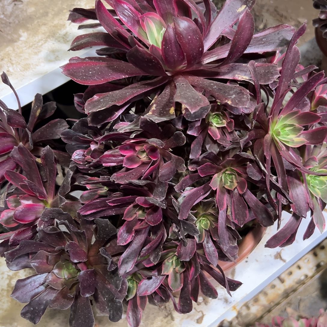 多384肉植物赤霞飞法师