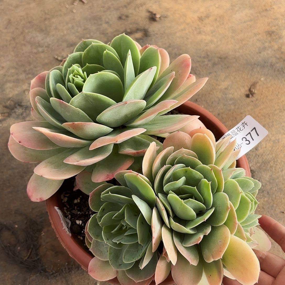 同温层多肉桃花坞377