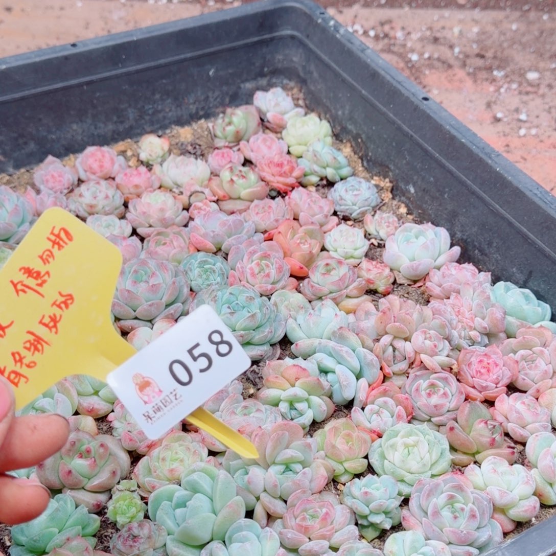 多肉植物多肉植物