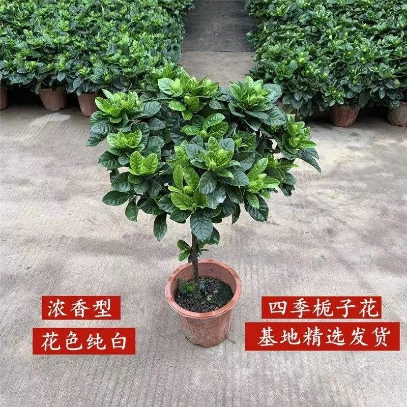 栀子花盆栽带花苞四季开花卉香味小叶牡丹重瓣好养花卉驱蚊好养