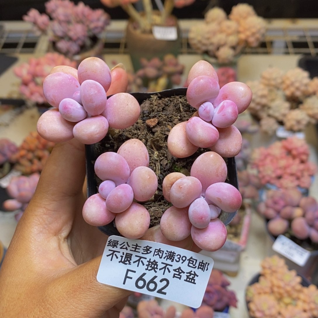 662糖果桃蛋多肉5cm