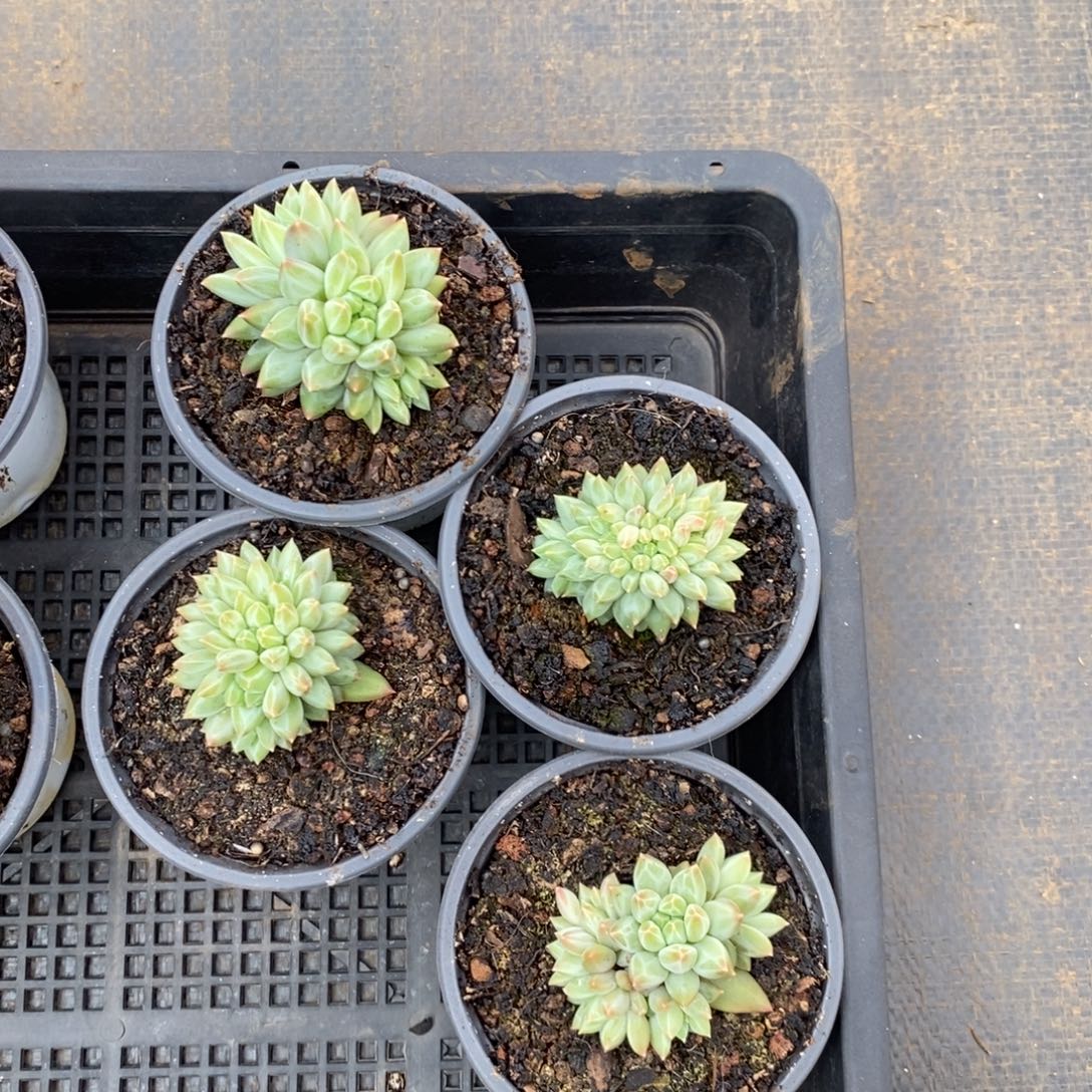 仙***y青花瓷群生旺财旺财