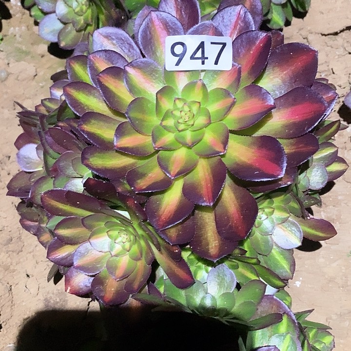 多肉植物法师947抹茶