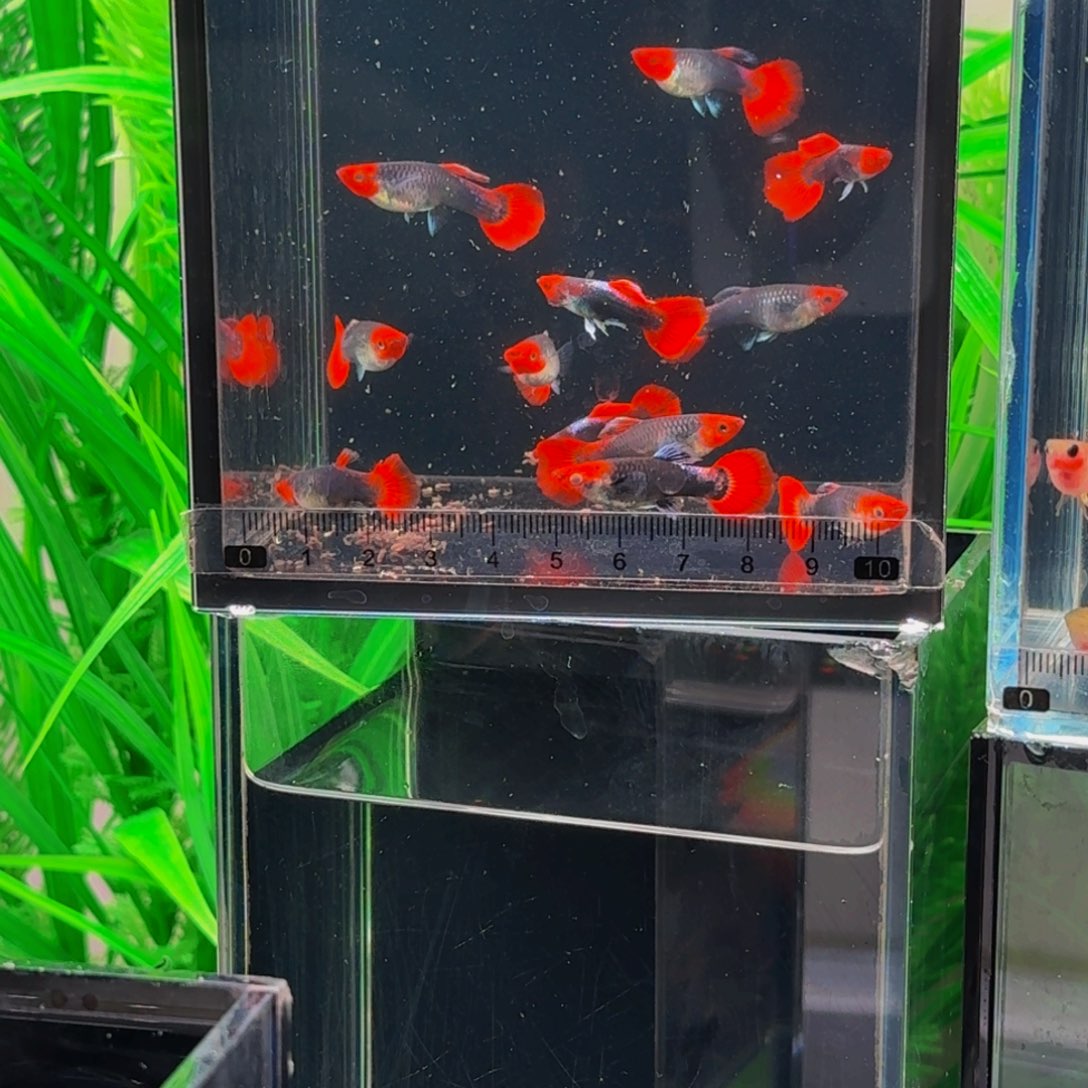 *****孔雀鱼米奇6条鱼鱼鱼