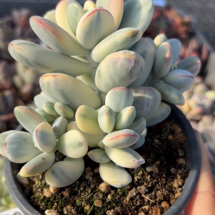 乒乓福娘锦整桩一体无砍