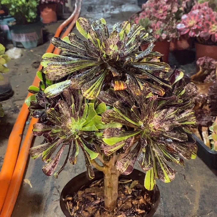 周***赵水墨丹青多肉植物29 