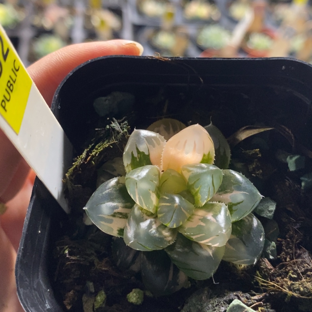 不开花植物352水中月