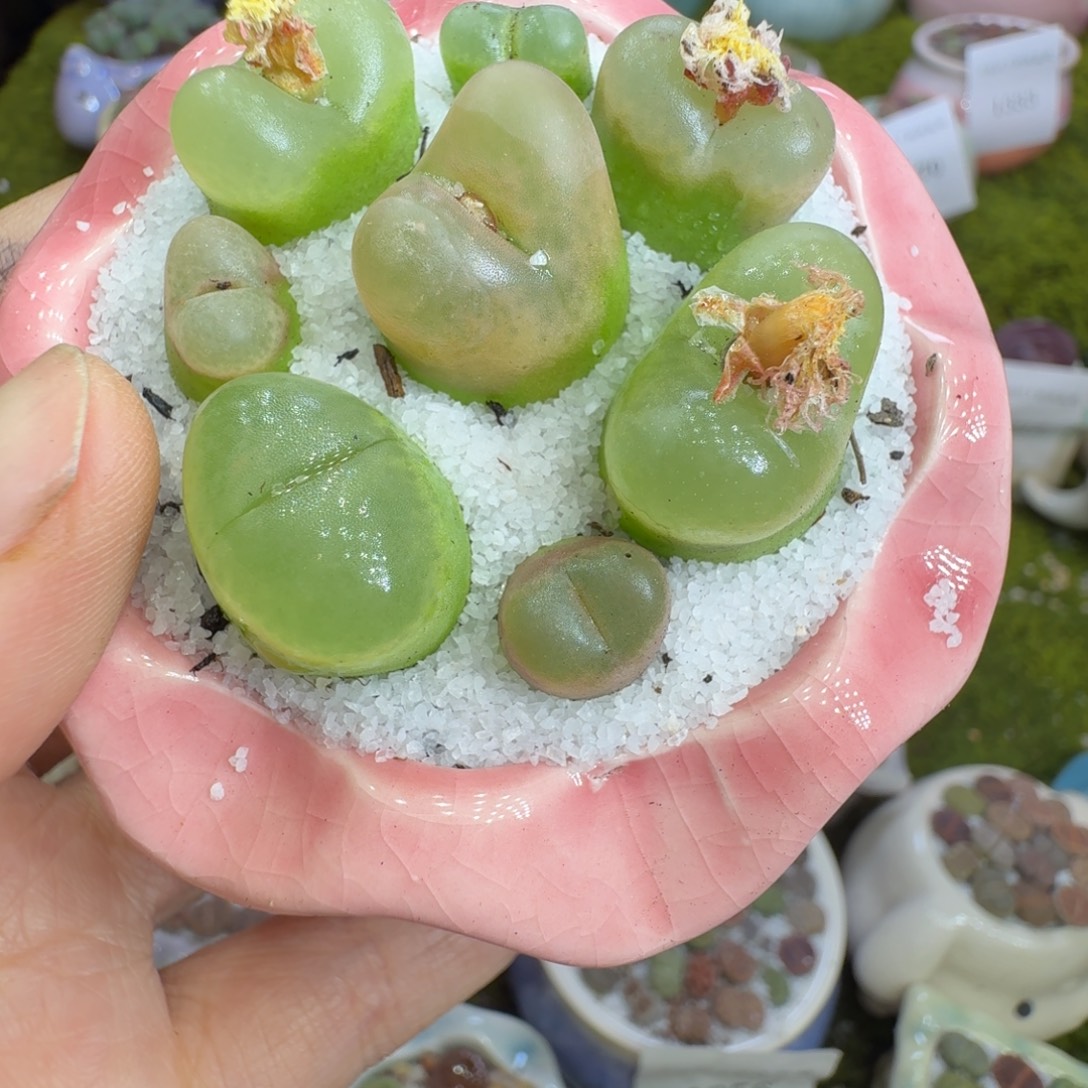 多肉植物的福利1298