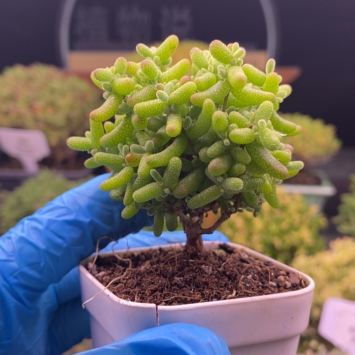 无花朵204金橘糖球。   