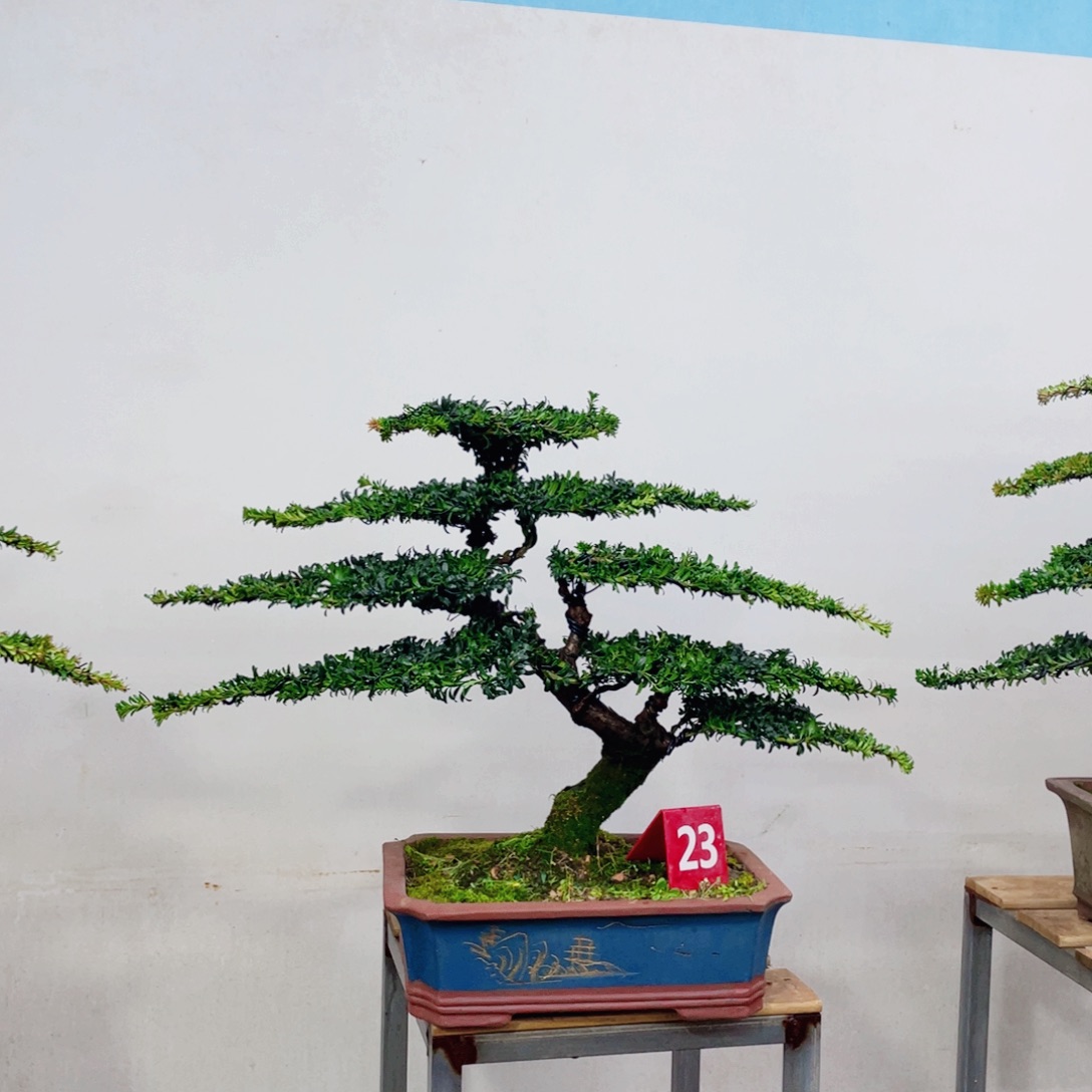 快***天完全开放罗汉松造型艺术