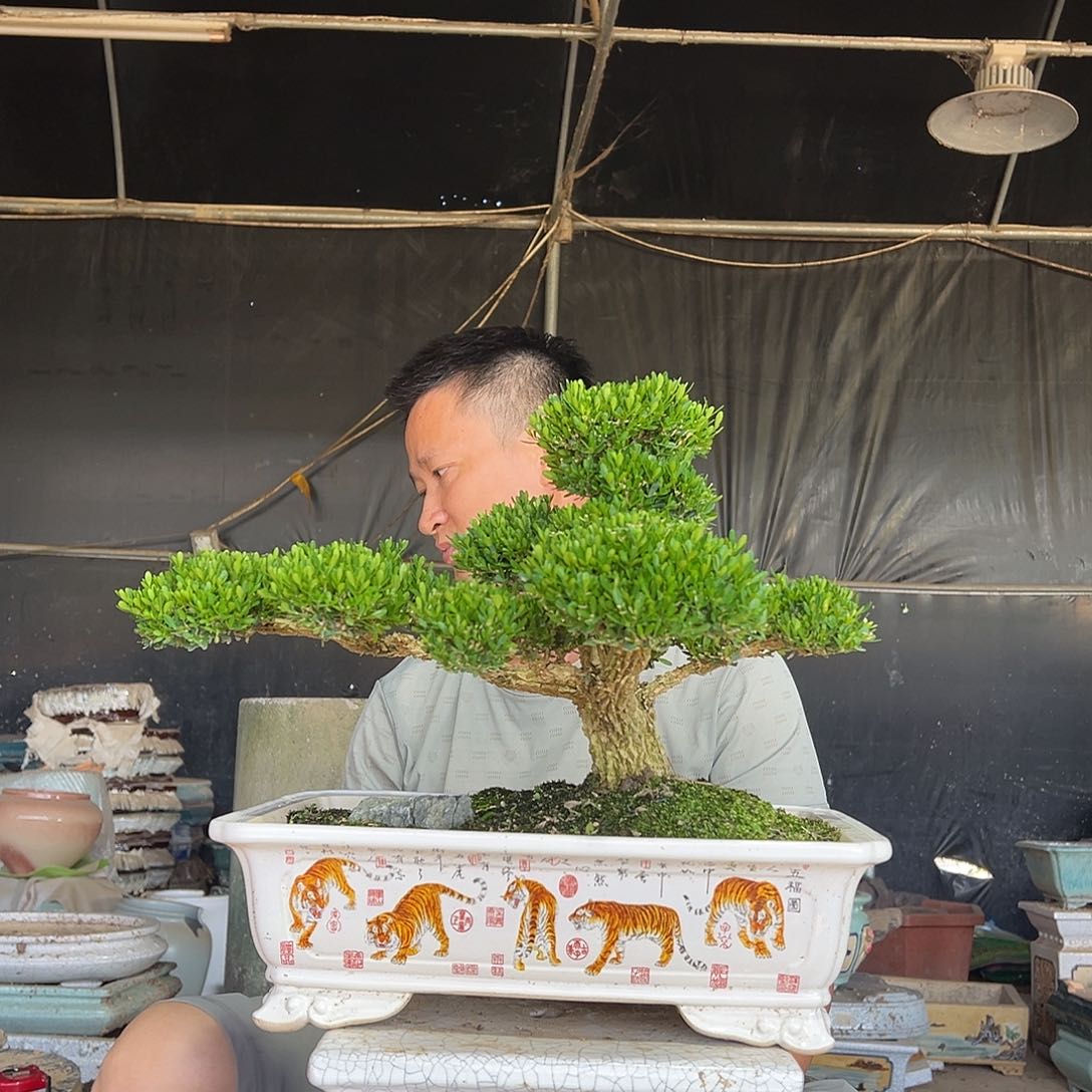 无花朵广东雀舌黄杨盆景