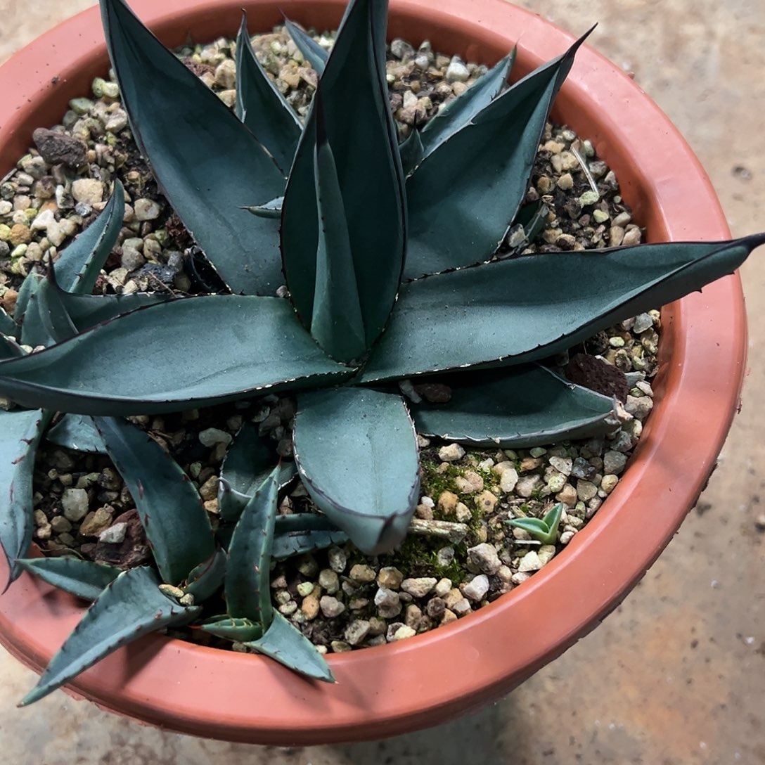 无花朵多肉植物鲨鱼皮龙舌兰