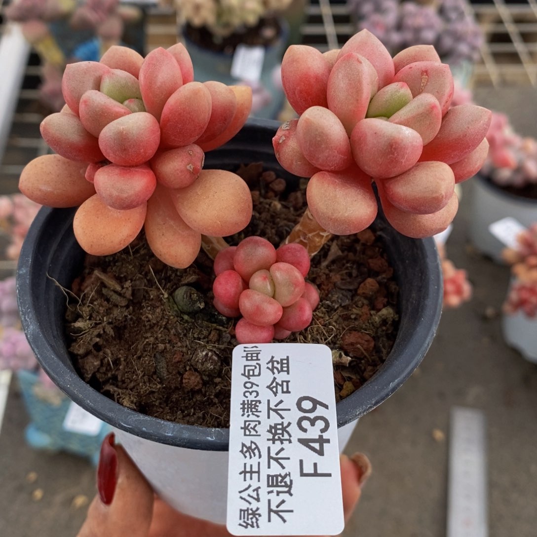 先锋派439/7cm多肉