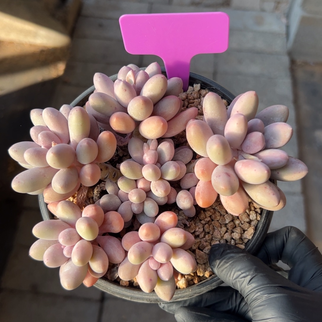 特价汤圆11111111111111