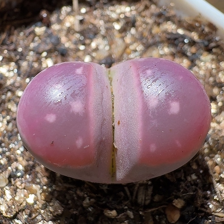 生石花111111。   292