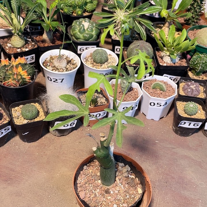 864毒腺蔓块根植物