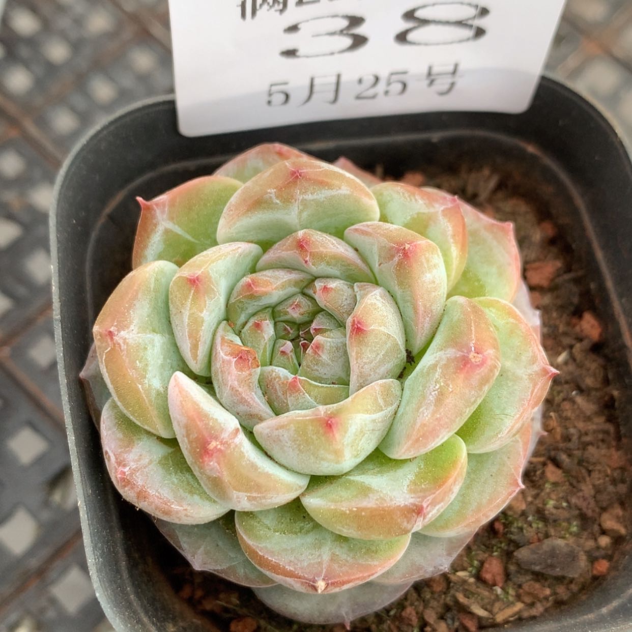 【闪购商品】云38号