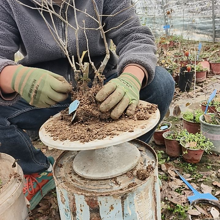 杨***哥完全开放老鸦柿嫁接