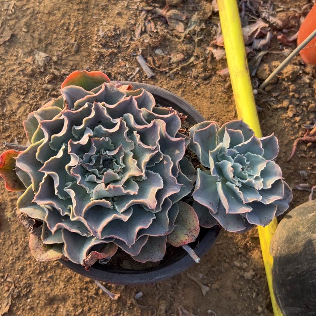 多肉哦植物植物都好