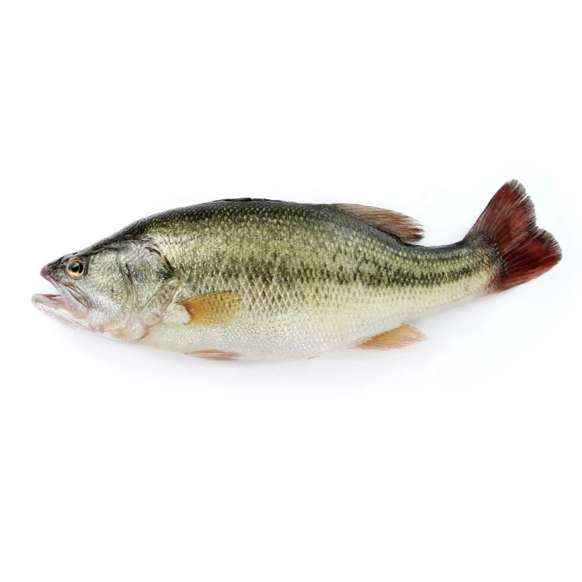 （空运） 鲈鱼4.9-5.1斤包邮