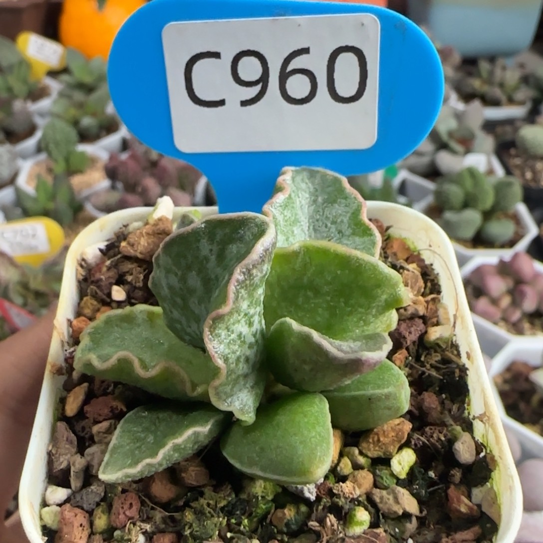 大波浪园艺1号宽叶。  960。