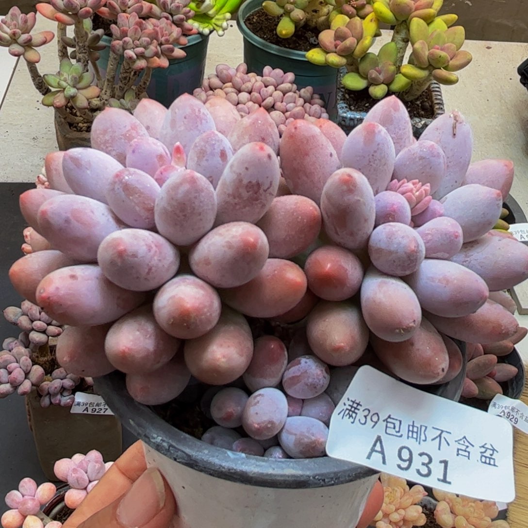 931汤圆奶酪8cm多肉植物