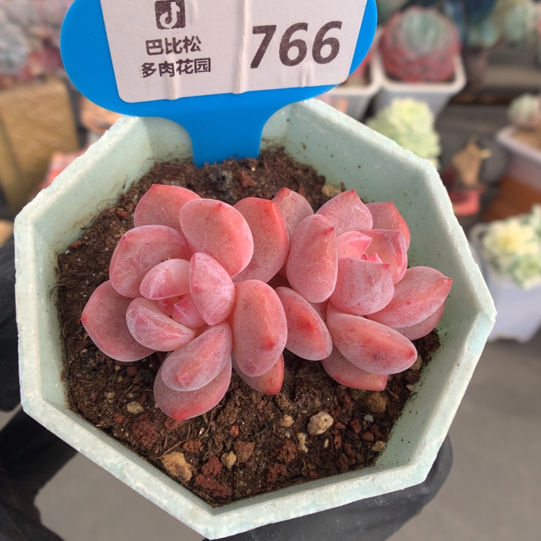 766 雪天使多肉多肉